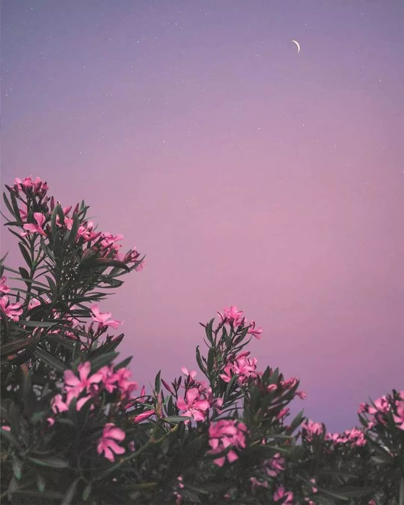 2020春夏重点流行色趋势:紫霞色