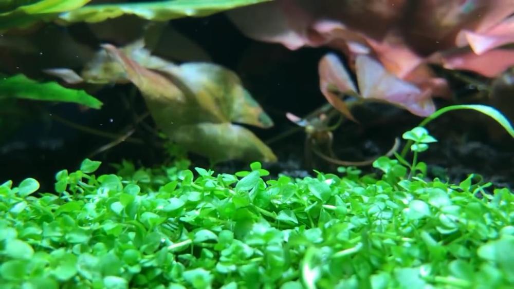 鱼缸里的绿色地毯 7种水草任你选 草缸前景草推荐 腾讯新闻