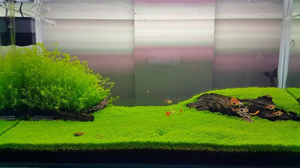 鱼缸里的绿色地毯 7种水草任你选 草缸前景草推荐