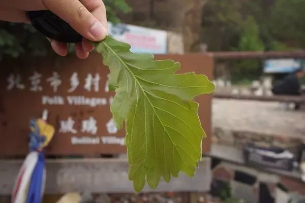 平谷区|平谷的大山里，有一条“滇缅公路”般的九曲十八弯，等着您去挑战