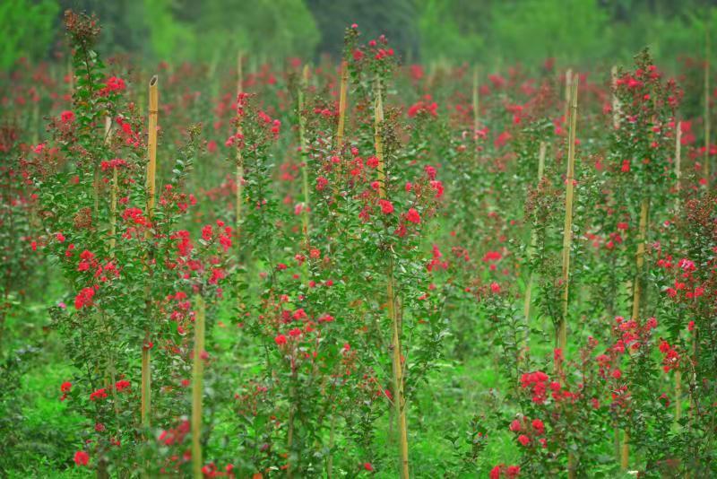 邂逅南阳千亩花海19宁墩首届花海文旅节8月10日唯美来袭