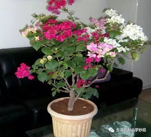 夏天养三角梅 花前 花后浇水很关键 做对了 才能花开满树