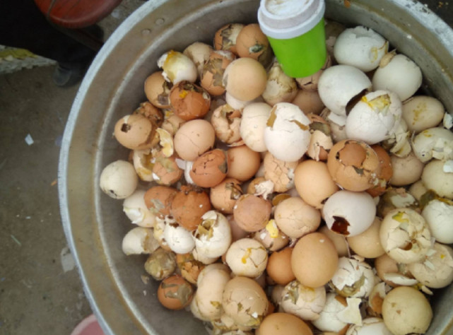 东北农村的活珠子老人都说没结婚的不能吃煎一锅吃着真香