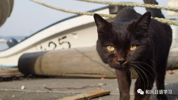 来撸猫呀 日本 猫岛 一览表