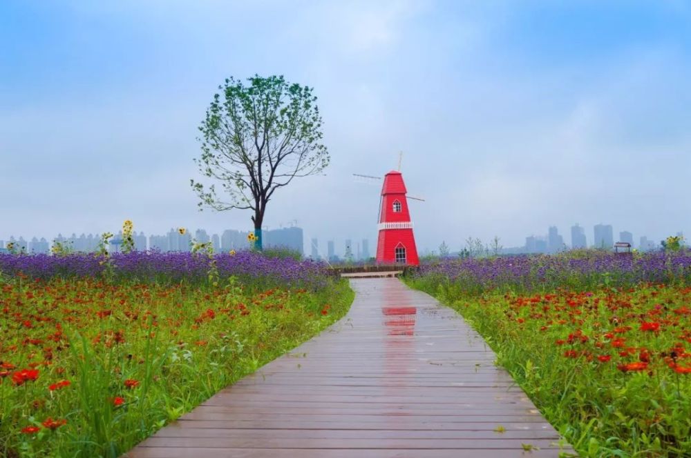 去年刷爆铜陵朋友圈的网红百日菊花海,又双叒叕来啦!