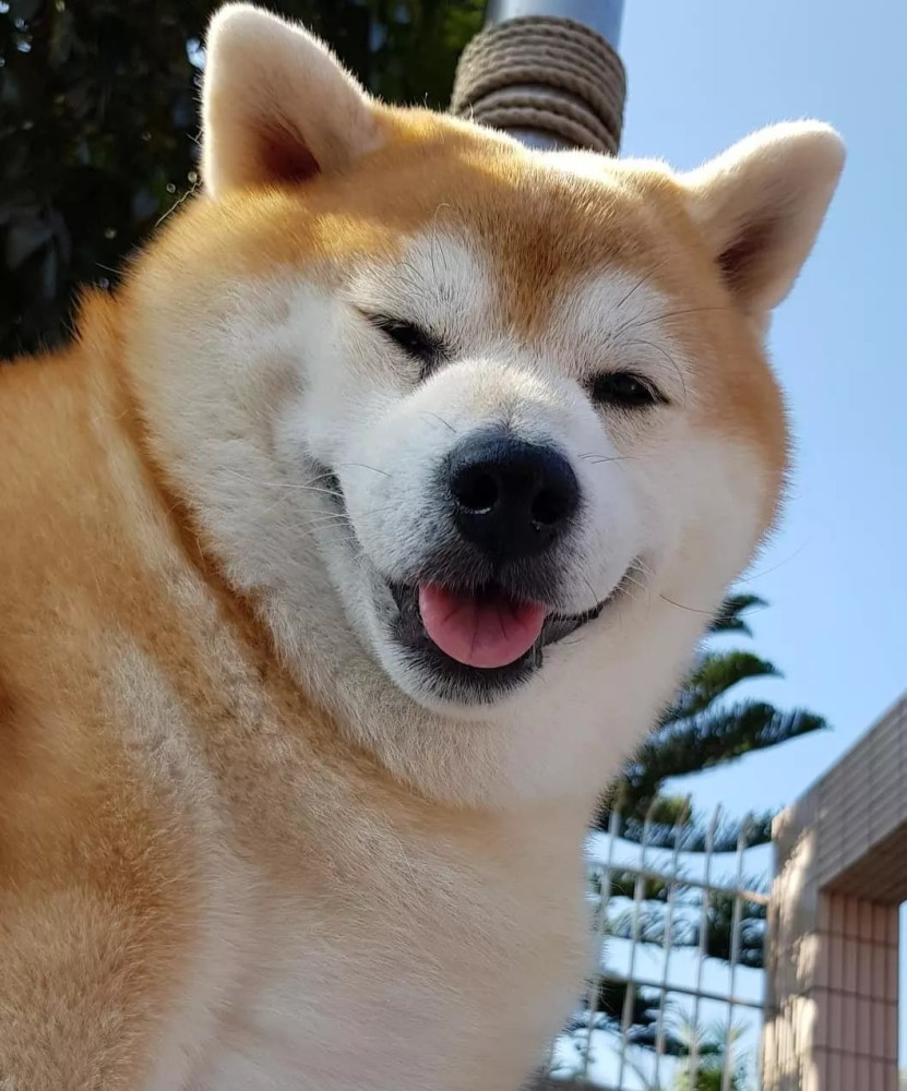 柴犬一天只吃一餐 体重却不减反增 连带着身边的狗狗也胖了