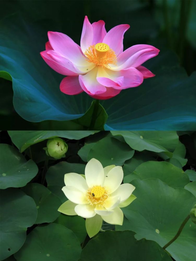 荷花|在北京这处地方还能看到古代莲花？赏荷的N种打开方式，太美了