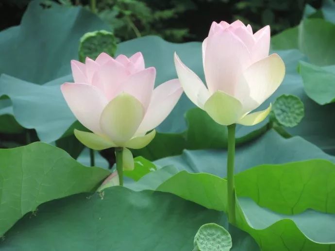 荷花|在北京这处地方还能看到古代莲花？赏荷的N种打开方式，太美了