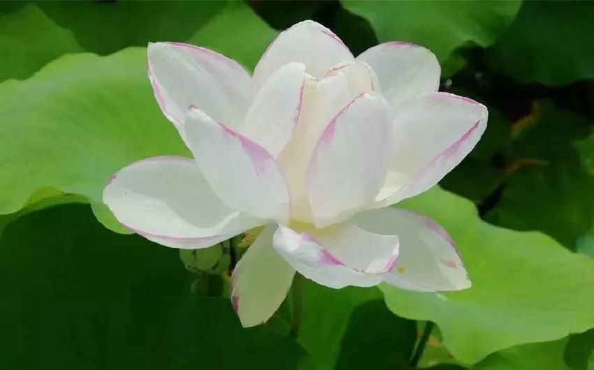 荷花|在北京这处地方还能看到古代莲花？赏荷的N种打开方式，太美了