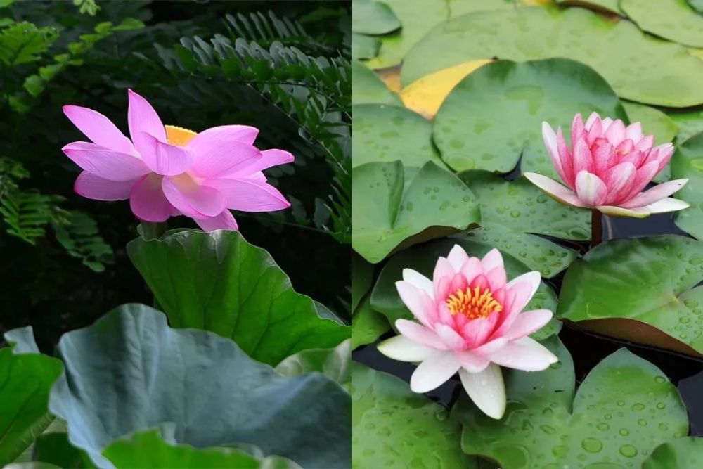 荷花|在北京这处地方还能看到古代莲花？赏荷的N种打开方式，太美了