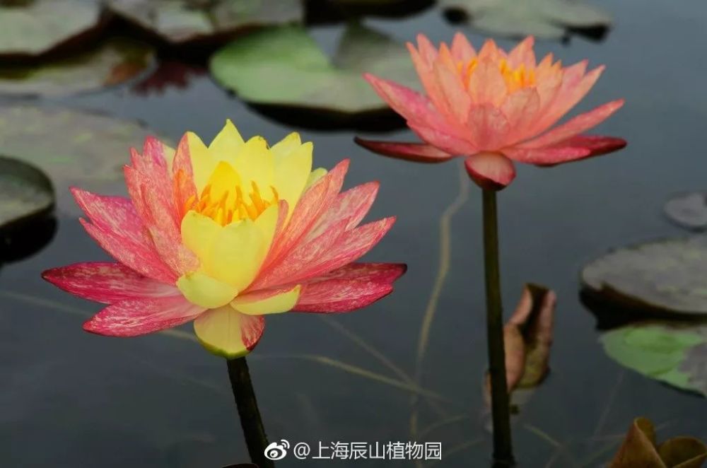 荷花|在北京这处地方还能看到古代莲花？赏荷的N种打开方式，太美了