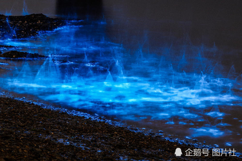 大连再现世界奇观荧光海犹如蓝色星空坠落海洋