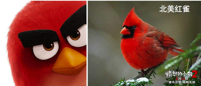 愤怒的小鸟2 原型大比拼没想到最后一个是他 愤怒的小鸟2 愤怒的小鸟