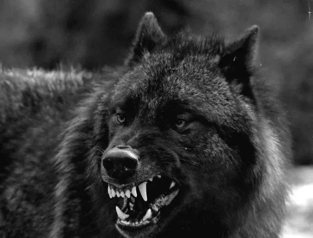 黑色动物通常给人一种恐怖的感觉,黑色狼狗就是其中之一.