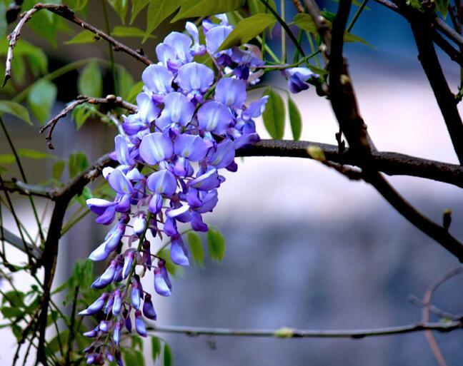 夏季喜欢养菊花 不如养盆 紫藤花 花语 为情而生 为爱而亡