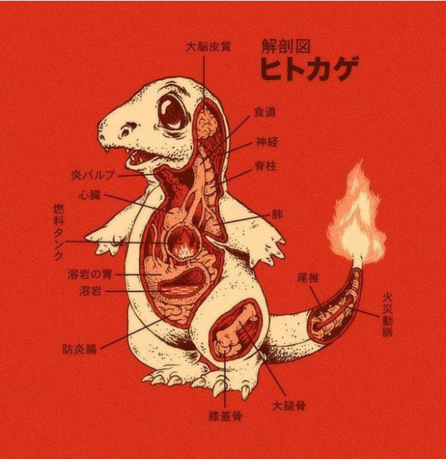 神奇宝贝 身体构造 小火龙胃里有熔岩 杰尼龟有水膀胱