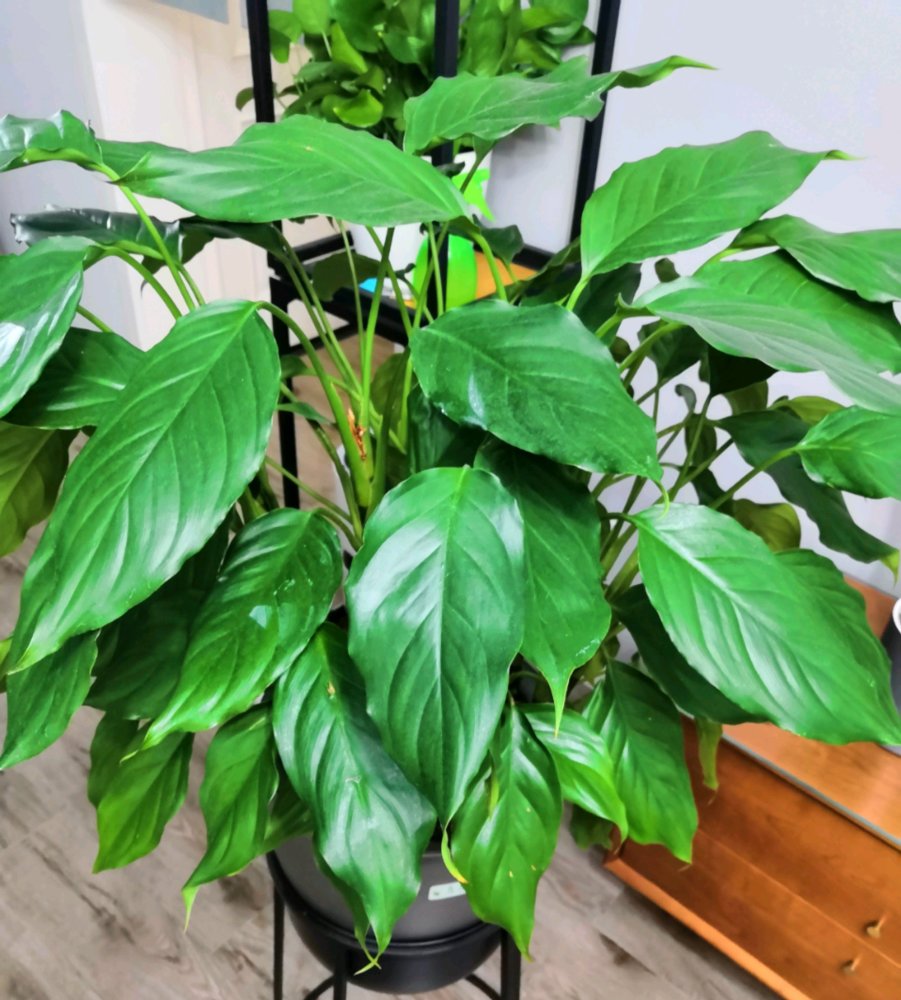 万年青叶烂发软怎么办?剃剃头,松松土,吹吹风,很快挺拔又爆盆