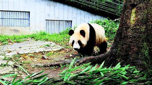 熊猫姐妹花安全抵达武汉动物园 预计七天后和市民见面 期待