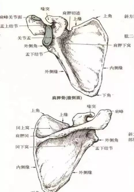 超全人体肩关节解剖图解 腾讯新闻