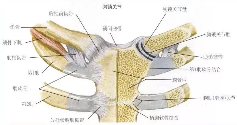 超全人体肩关节解剖图解 腾讯新闻