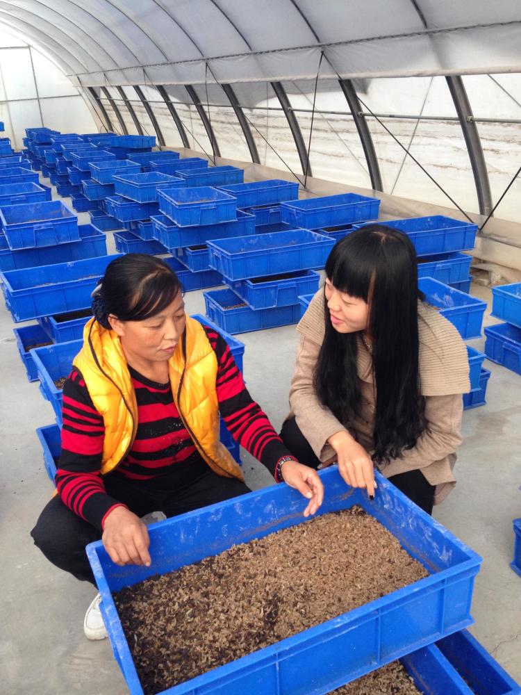 曹县黑水虻养殖技术输出带富当地百姓_腾讯新闻
