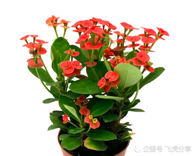 世上花期最长的八大盆栽花卉 春夏秋冬开不停 养花选它就对了 腾讯网