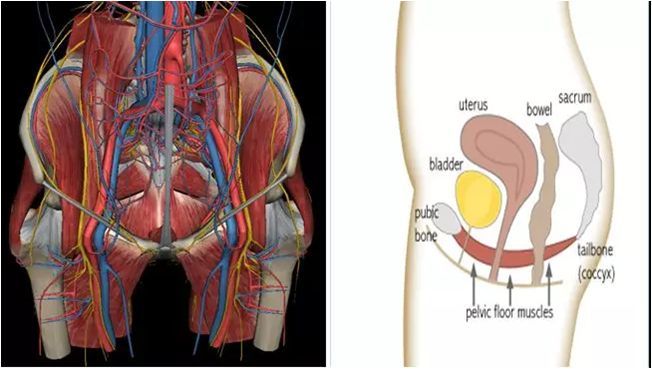 我们重点探讨盆底肌的功能训练.