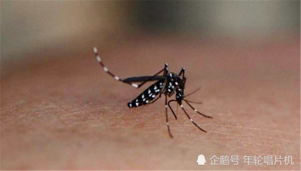 四川白天吸人血的黑猫子究竟是什么生物