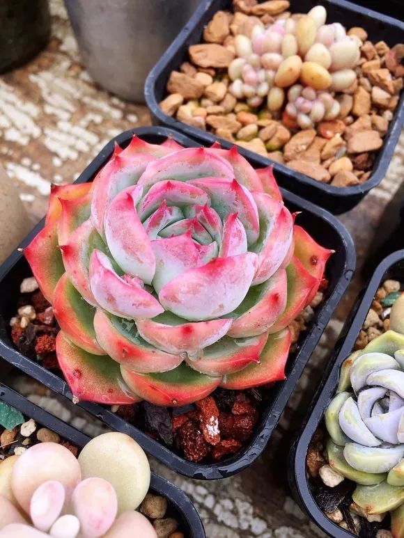 养多肉 土里放足 料 爆盆逆袭是常有的事 腐叶土 园土 多肉 泥炭土 爆盆