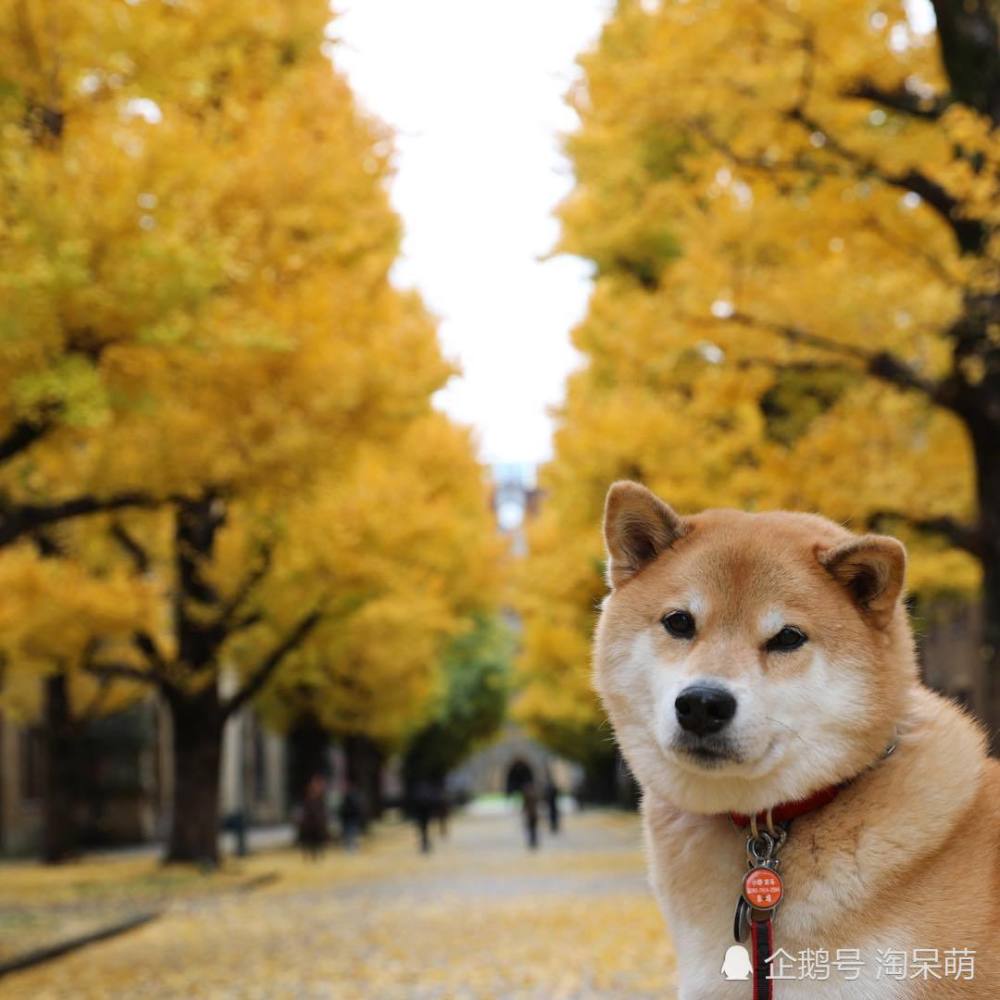 敲可爱滴柴犬萌图 这小清新生活的日子真让人羡慕!