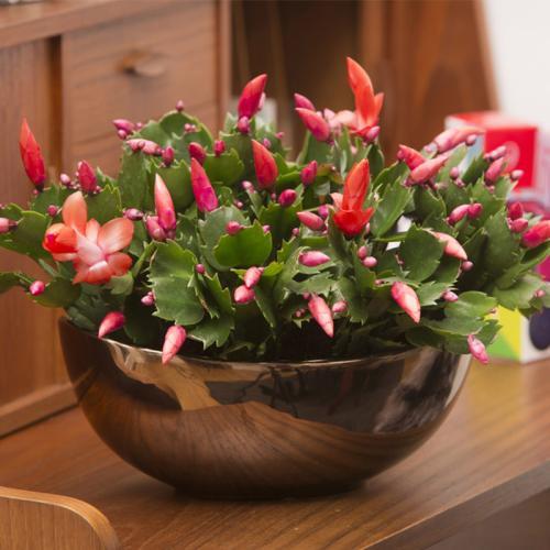 让蟹爪兰开花不断 还是需要讲究技巧