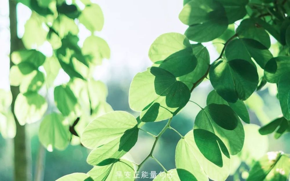 早安阳光心语简单 早安说说简短唯美句子