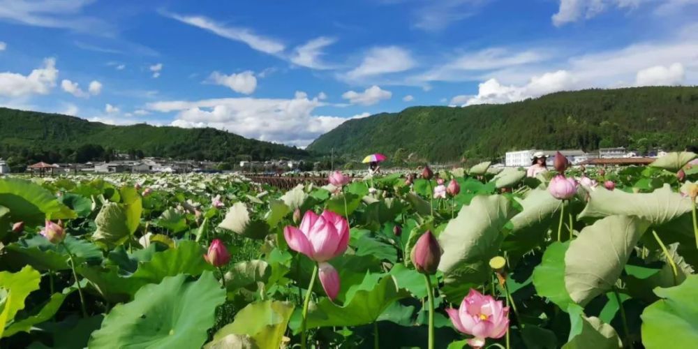美不胜收!渝北茨竹十里荷花深处,是你今夏诗意的归途!