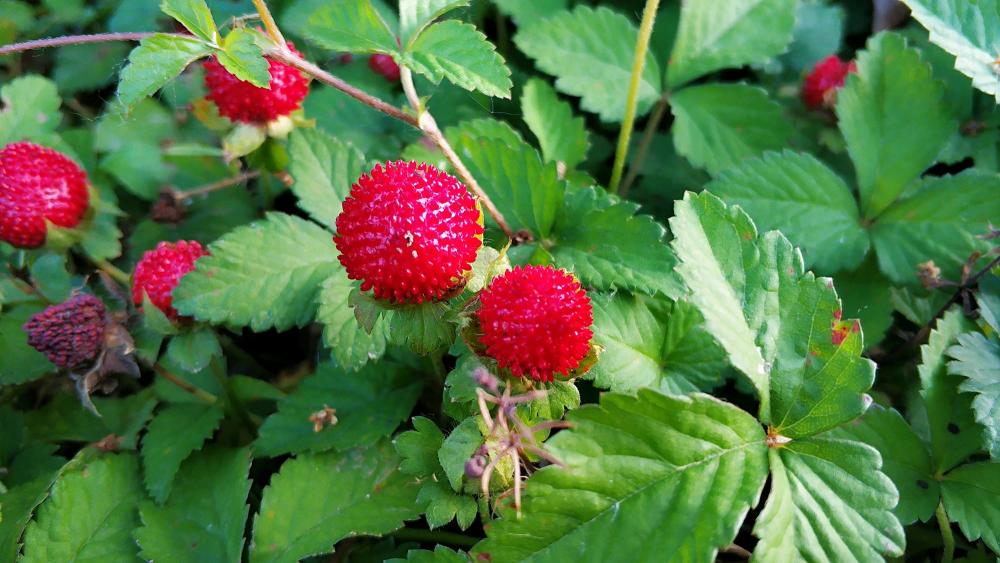 农村草丛里的野草莓 老人说 蛇爬过 不能吃 殊不知价值好珍贵