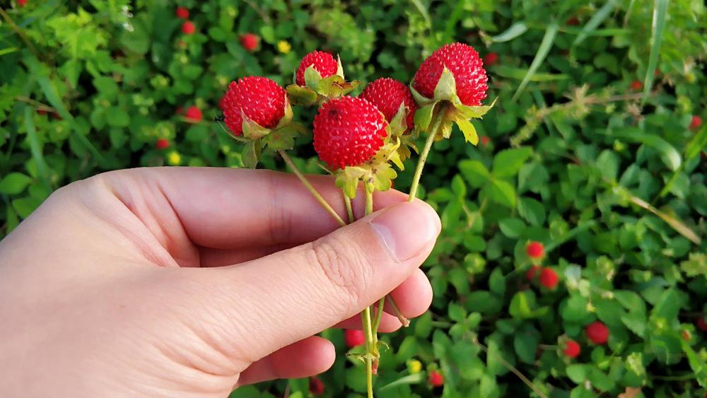 农村草丛里的野草莓 老人说 蛇爬过 不能吃 殊不知价值好珍贵