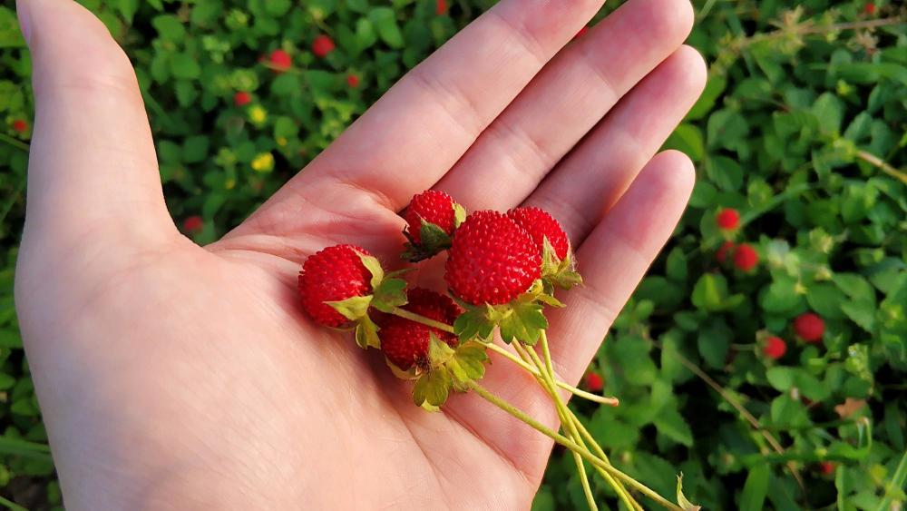农村草丛里的野草莓 老人说 蛇爬过 不能吃 殊不知价值好珍贵