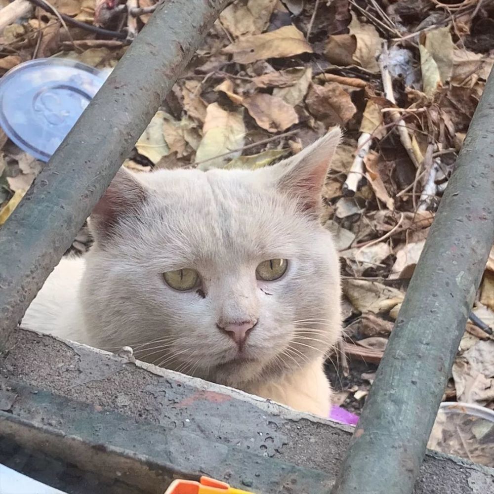 寻猫启事:现征一猫,较有理想