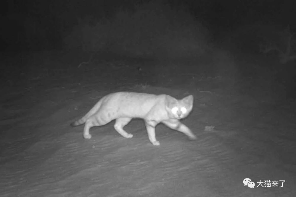 沙漠猫 沙漠中的 猎蛇者 性情敏感天敌多 家养容易死亡
