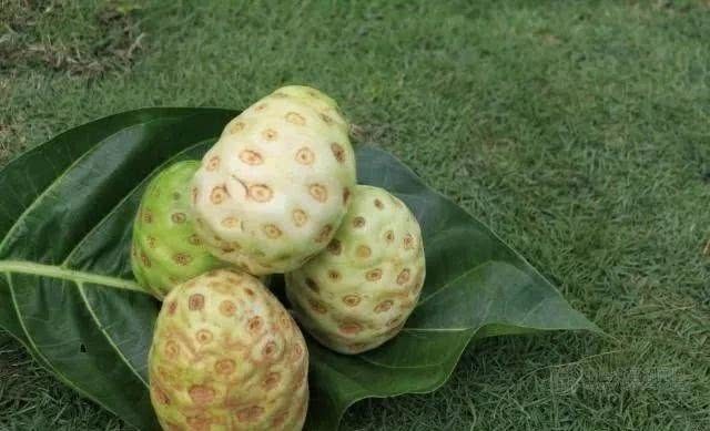 网评5种最臭水果榴莲只能排第三第一种没人敢吃