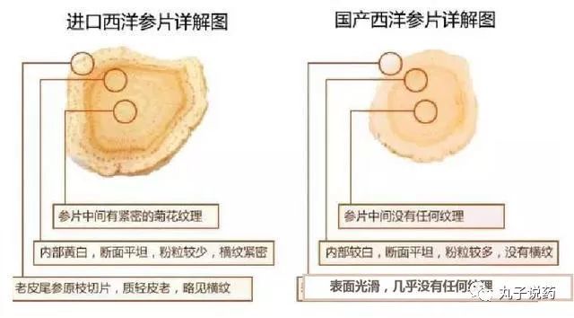 软支硬支西洋参 人参 参参不同 切莫滋补变伤身