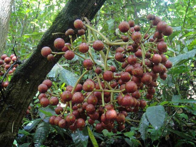 喜欢跟着大人往山里跑,就是想找一些野果来吃,而这扁担果因为味道不错