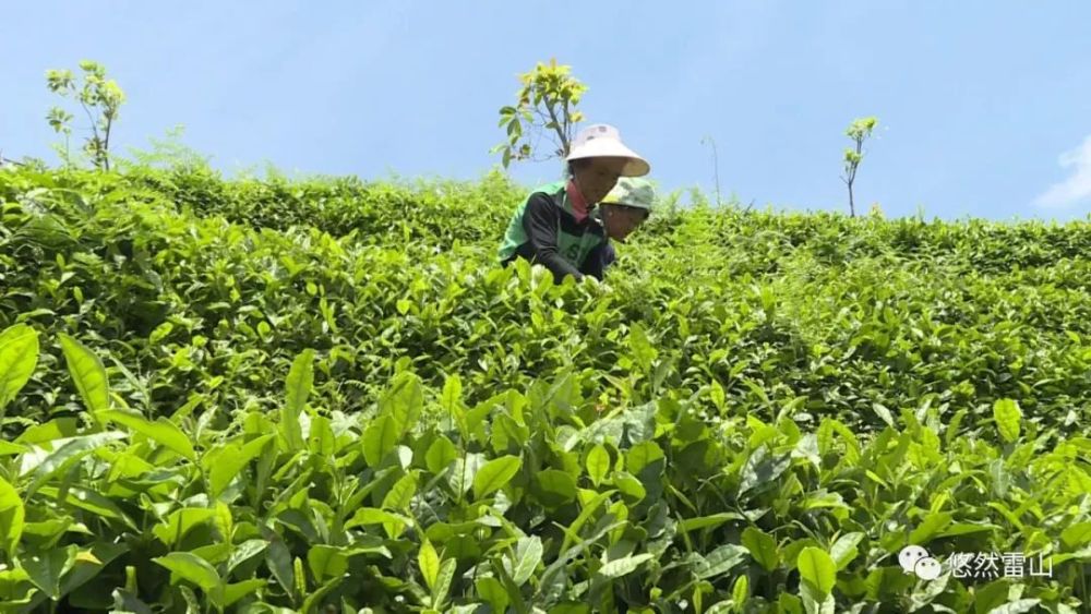 雷山對口幫扶結碩果山區茶業煥發新活力