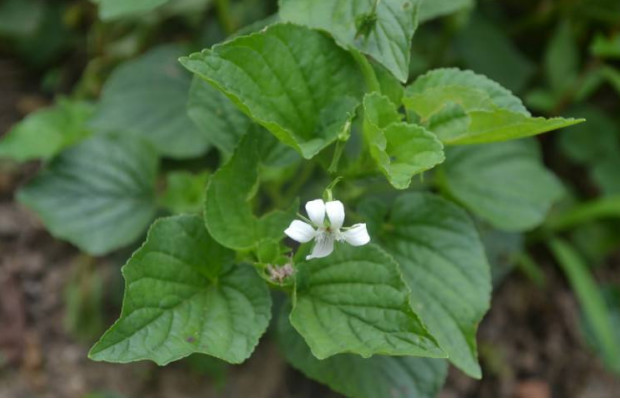 荒野維生野菜系列——雞腿堇菜