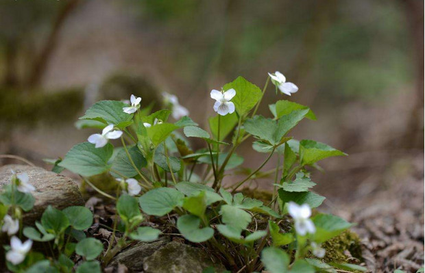 荒野維生野菜系列——雞腿堇菜