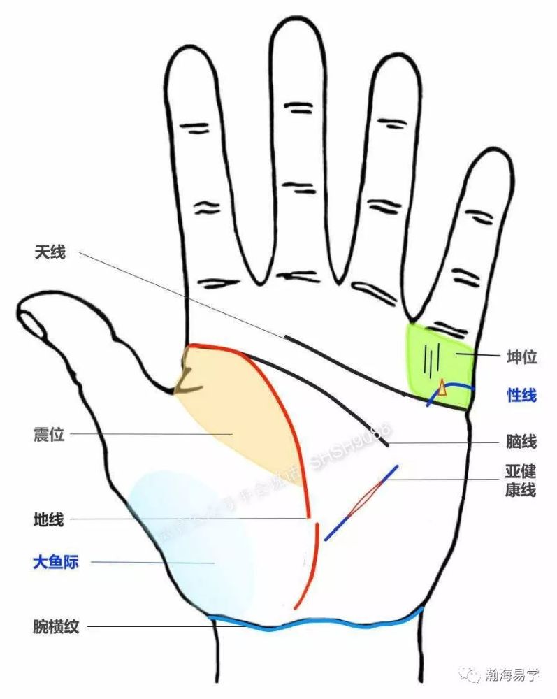 手相 健康线 肝线 性线