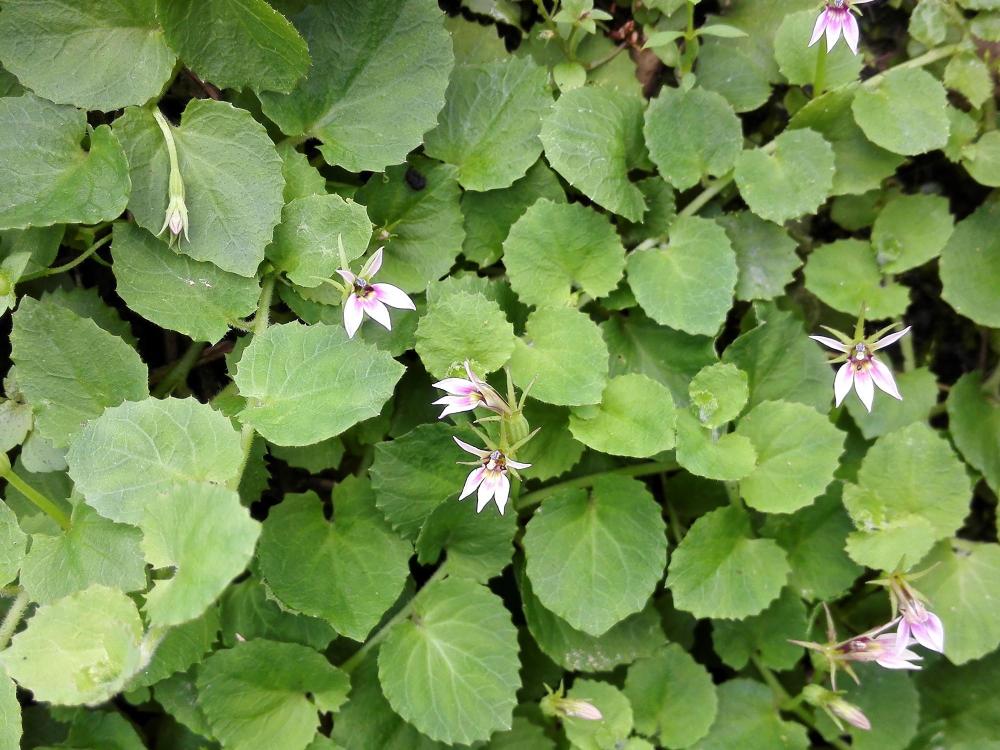 农村草丛里的小茄子 老人说 蛇吃过 不能碰 殊不知价值好珍贵