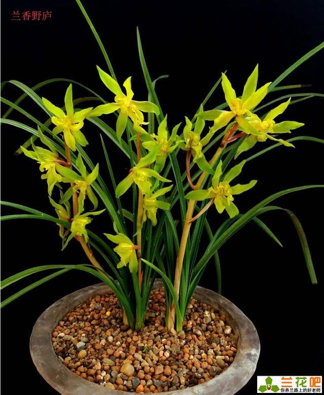 蕙兰几月会有花芽怎样才能让它美美的开花