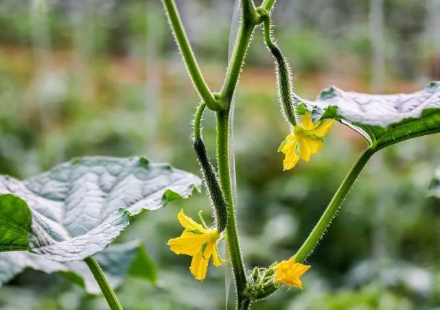 夏季蔬菜種不活這6種蔬菜準備好八月種植剛剛好