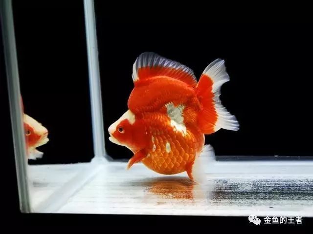 这种金鱼 从台湾传到日本再回到中国 是玻璃鱼缸的最佳选择 腾讯新闻
