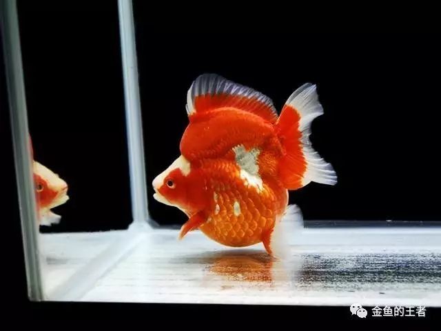 这种金鱼 从台湾传到日本再回到中国 是玻璃鱼缸的最佳选择 金鱼 短尾镏金 日本 琉金